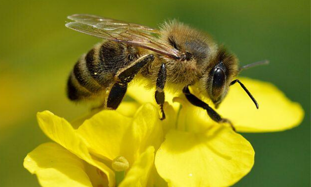 Abeja mellífera polinizando flor