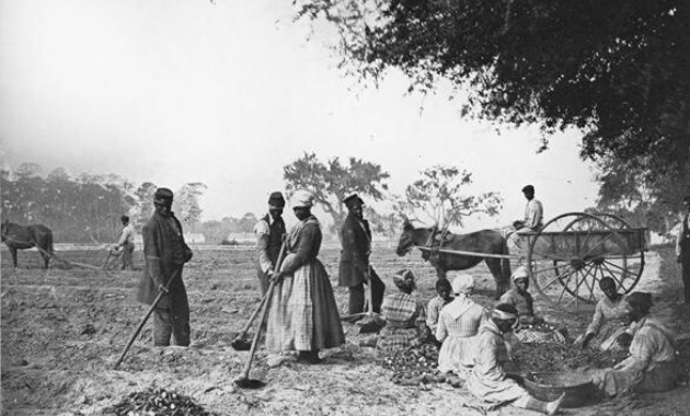 Fotografía de esclavos trabajando en el campo