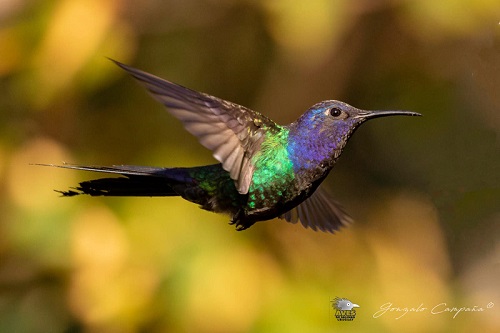 colibrí