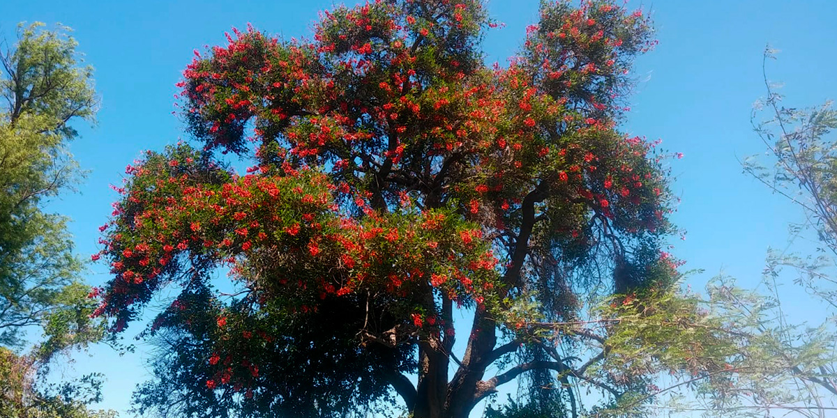 Ceibo-florecido-en-Isla-del-río-Uruguay