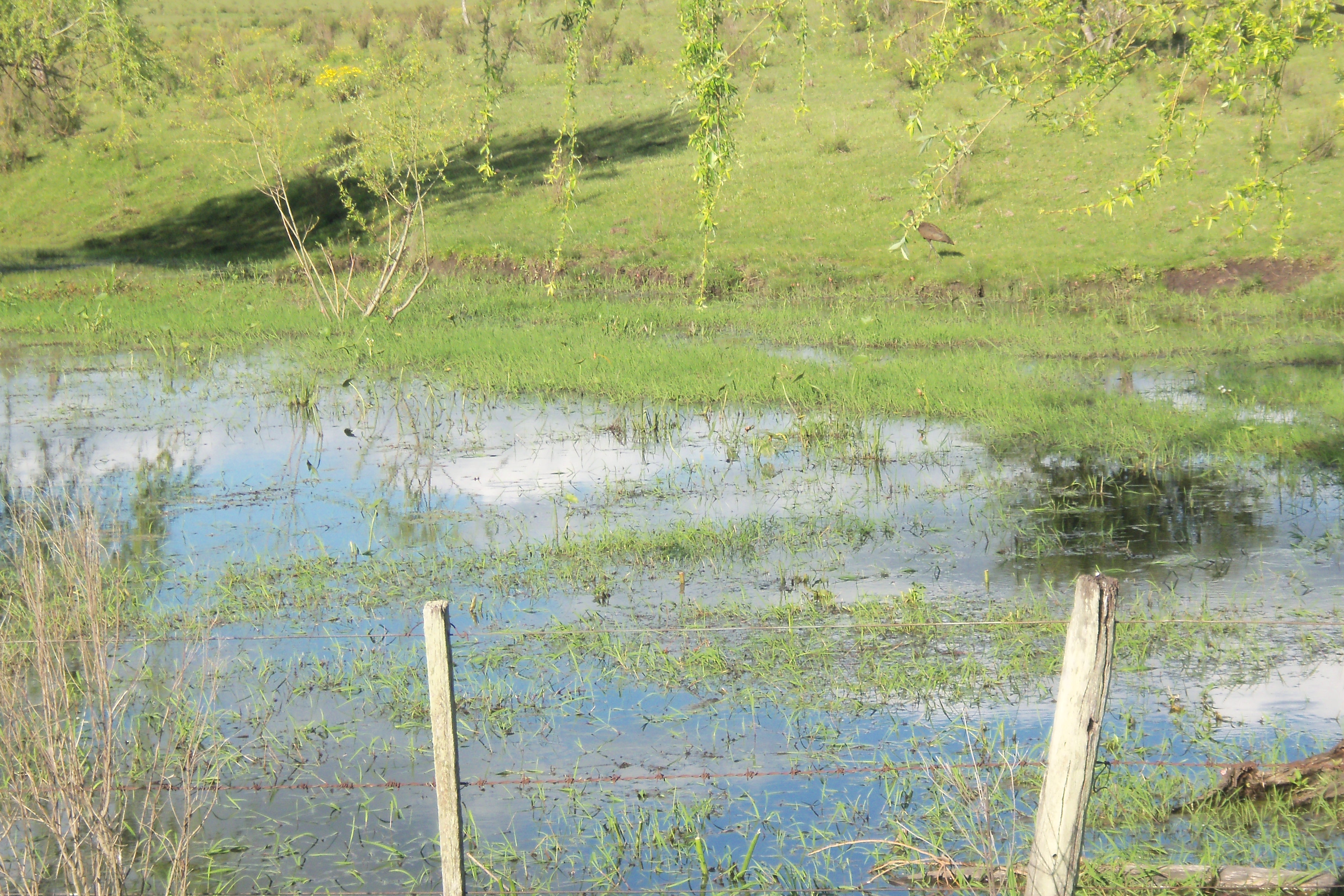 imagen Humedal asociado al arroyo Quebrachillo, PAYSANDÚ.