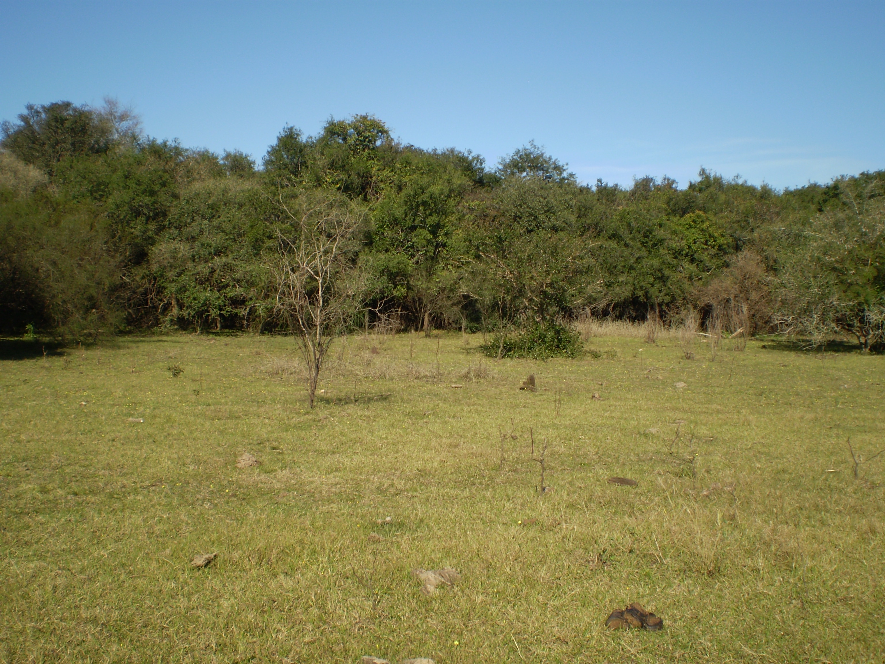 imagen Montes de parque en la zona del Hervidero, departamentode PAYSANDÚ
