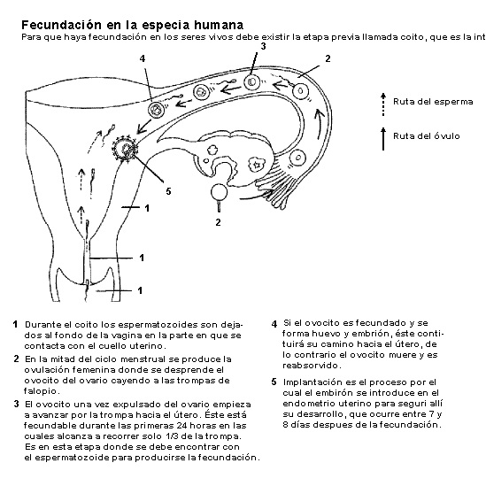 Fecundación