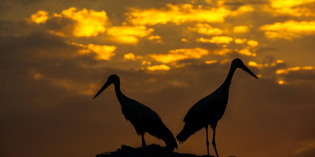 imagen aves migratorias