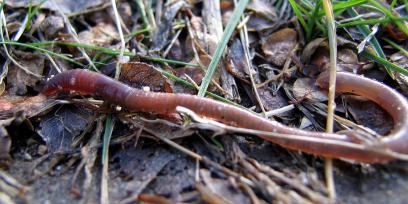 Fotografía de una lombriz de tierra (Lumbricus terrestris)