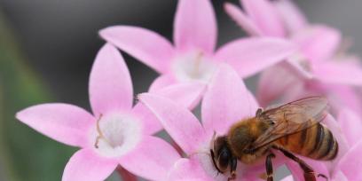 Abeja sobre flores.