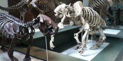 Esqueletos de megafauna en un museo.