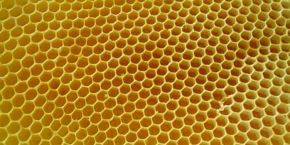 Fotografía de un panal de abejas