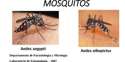 Captura de pantalla de la presentación, mostrando dos fotos del mosquito Aedes Aegypti