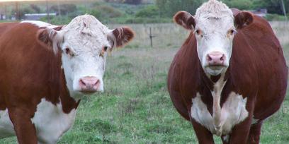 Fotografía de dos vacas mirando a cámara