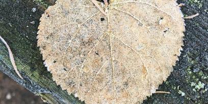 Imagen que muestra una hoja de árbol caída, simbolizando el frio invernal