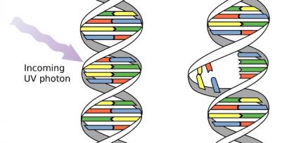 Representación de acción de la radiación UV sobre el ADN