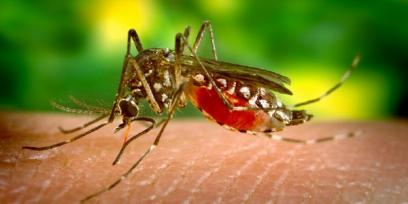 Aedes aegypti alimentándose de sangre