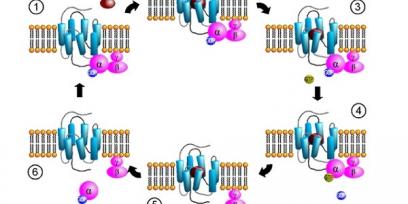 Representación del ciclo de activación de proteínas-G.