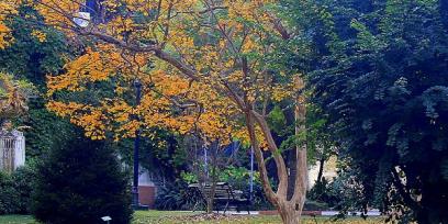 otoño en el botánico