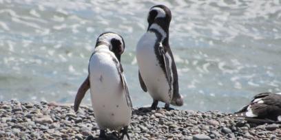 Dos pingüinos de magallanes de pie, en la orilla del mar, sobre una playa de piedras. Imagen libre de derechos. Origen: Pixabay