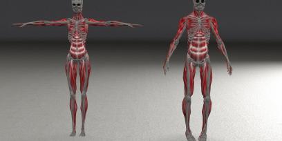 Imagen de esqueleto de hombre y mujer y los músculos superficiales.