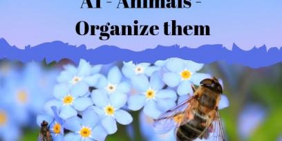 Animals organize