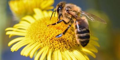 Abeja en una flor