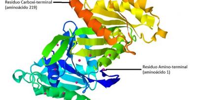 Estructura tridimensional de la proteína Rab3b unida a GDP