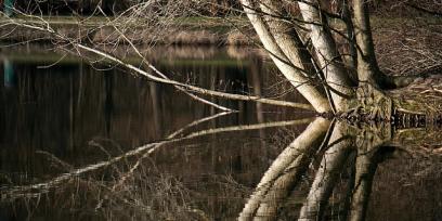 Ramas reflejadas en la superficie del agua.