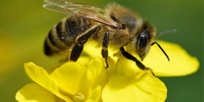 Abeja mellífera polinizando flor