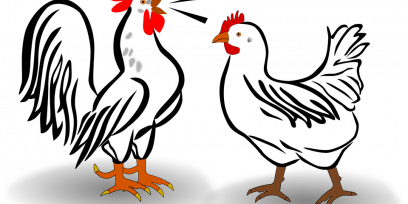 Gallo y gallina. Imagen libre de derechos de autor. 