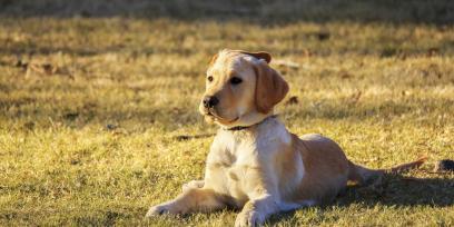 Perro en el pasto. Imagen libre de derechos de autor.