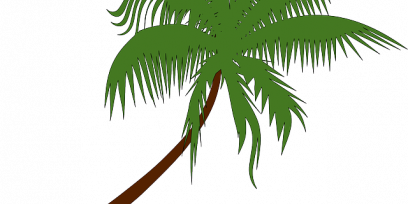 Palmera