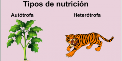 Tipos de nutrición