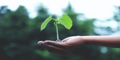 manos sosteniendo una planta