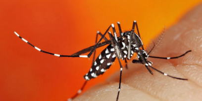 Mosquito Aedes Aegypti