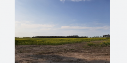 Paisaje de nuestro país: campo en Durazno