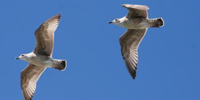 imagen aves volando