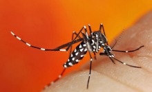 Mosquito Aedes Aegypti