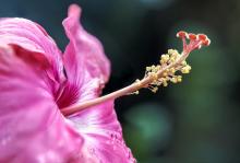 Detalle de una flor de hibisco. Se observa la estructura reproductora conteniendo polen en su estambre. 