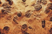 Superficie con diversos fósiles trilobites. 