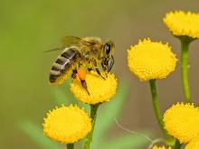 abeja en flores
