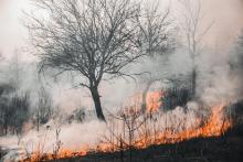 Incendio forestal. El fuego se ve a nivel de suelo. Sobre el suelo y subiendo, hay humo blanco. Se destaca la silueta de árbol sin hojas. 