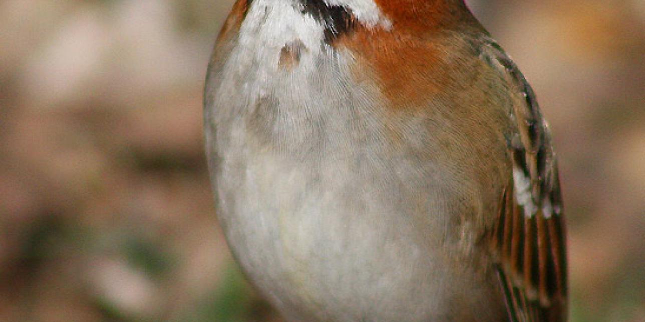 Fotografía de un Chingolo (Zonotrichia capensis)