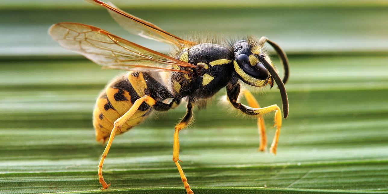 Imagen del insecto Vespula germanica