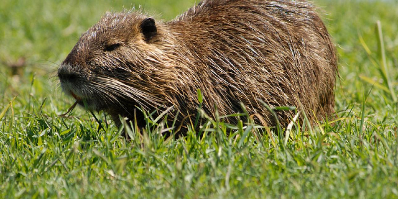 Foto de una nutria en el pasto.