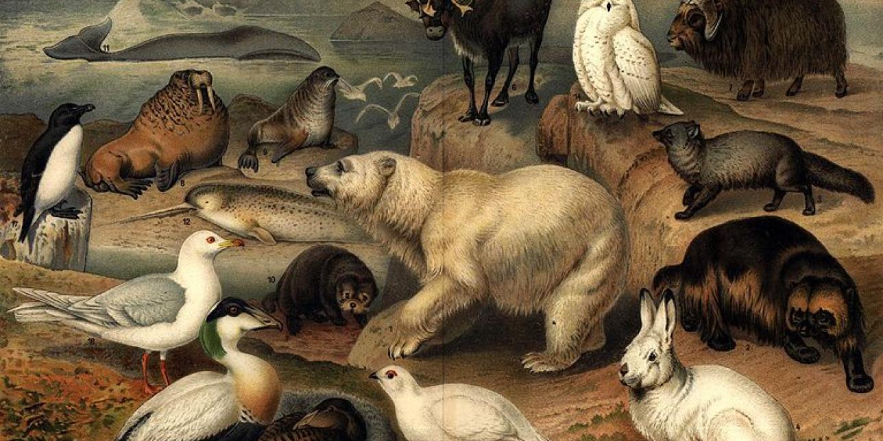 Pintura con animales salvajes de distintas partes del mundo.