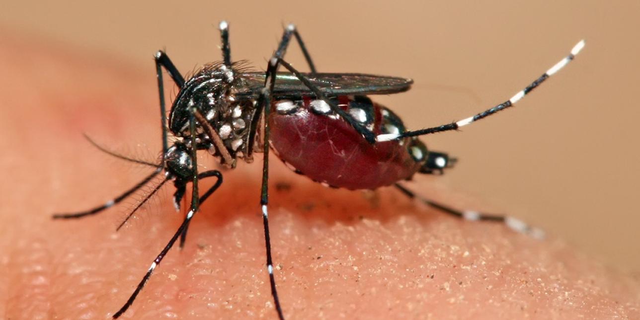 Imagen del mosquito Aedes aegypti