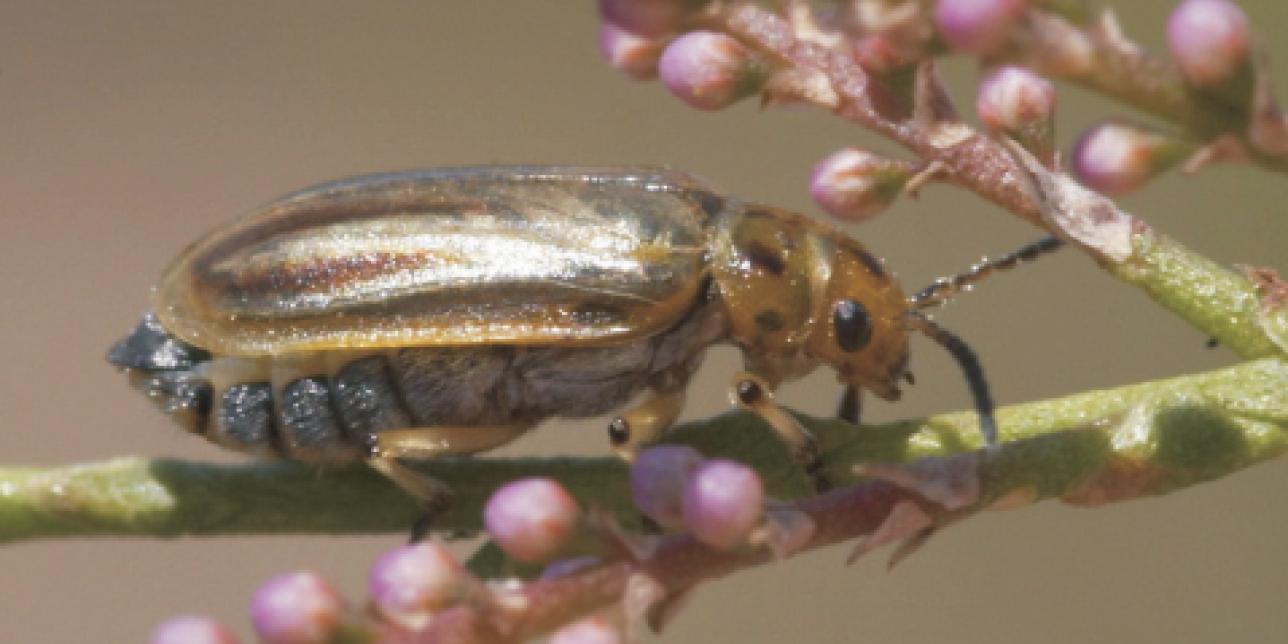 Fotografía del insecto Diorhabda carinulata.