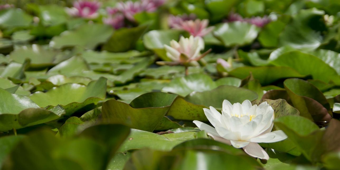 Plantas acuáticas y sus flores