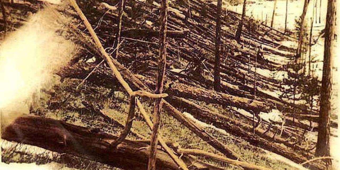 imagen de árboles derribados en el evento Tunguska en 1908