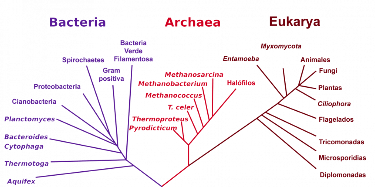 Árbol filogenético