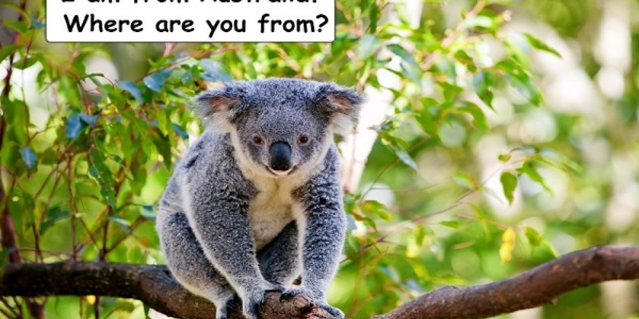 Ejemplo de póster de animales. Muestra un koala.