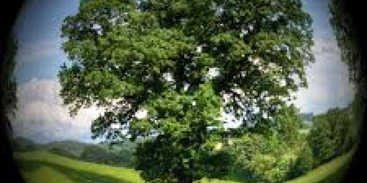 Imagen que muestra un árbol envuelto por una esfera que simboliza el planeta Tierra